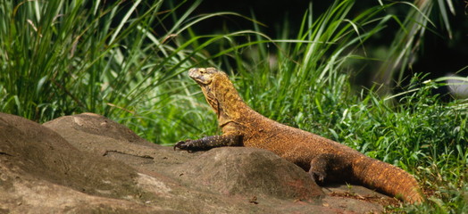 waran in indonesien