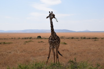 アフリカのキリン