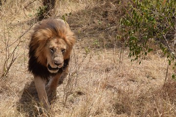 アフリカのライオン