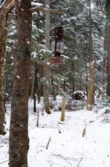 Old Lantern In The Forest