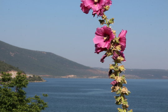 g&uuml;l hatmi