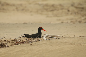 African Black Oystercatcher female sitting on her nest between driftwood on the beach.