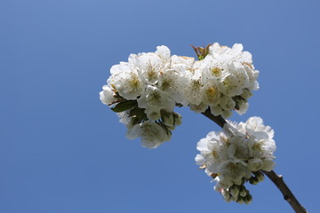 cherry tree blossom