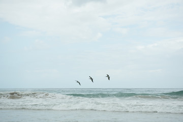 Fototapeta na wymiar Pelikane über Wellen