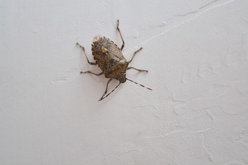 Little insect on the wall