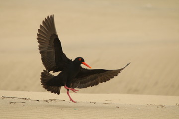 African Black Oystercatcher landing on the beach with wings spread.