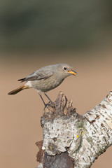 The common redstart (Phoenicurus phoenicurus)