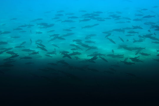 魚影 Stock Photos And Royalty Free Images Vectors And Illustrations Adobe Stock