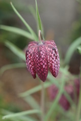 Szachownica kostkowata