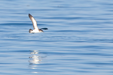 Manx Shearwater (Puffinus puffinus), in flight over the sea off Cornwall, England, UK.