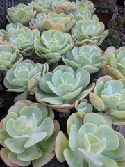 Close up of Echeveria succulent plants that looks like flower petals