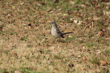 A mocking bird looking off into the distance