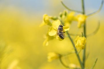 Honneybee collecting nectar on a rape flower
