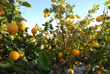 Organic Lemon Tree 