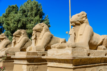 Obraz premium Avenue of the ram-headed Sphinxes in a Karnak Temple. Luxor, Egypt
