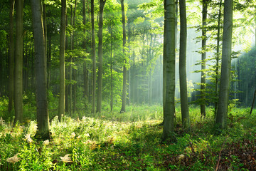 Obrazy na Szkle  Słoneczny poranek w lesie
