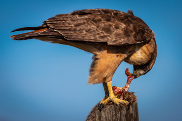 Red tail hawk eating