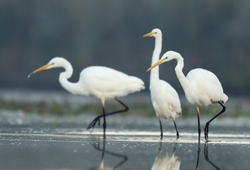 Great white egret (Egretta alba)