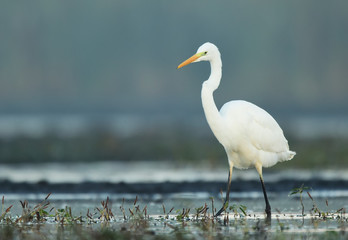 Great white egret (Egretta alba)