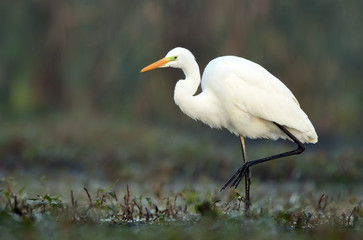 Great white egret (Egretta alba)