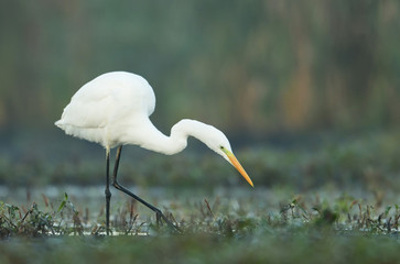 Great white egret (Egretta alba)