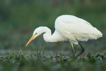 Great white egret (Egretta alba)