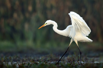 Great white egret (Egretta alba)