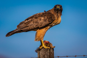 Red tail hawk eating