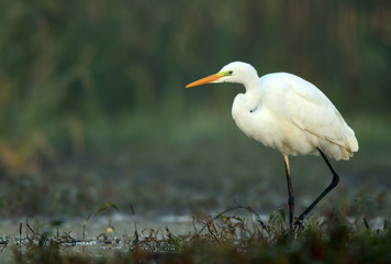 Great white egret (Egretta alba)