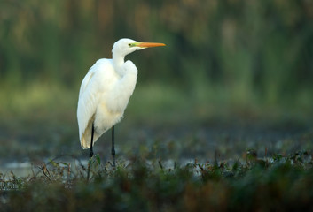 Great white egret (Egretta alba)