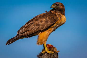 Red tail hawk eating