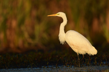 Great white egret (Egretta alba)