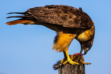 Red tail eating
