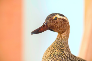 Stuffed bird close up.