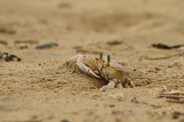 Alert Ghost Crab, Ocypode ryderi, sitting at his burrow in the sea sand on the beach.