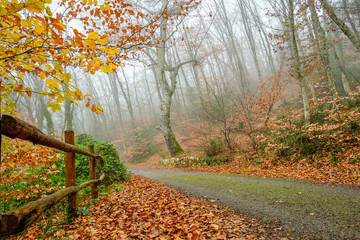 misty morning red foliage