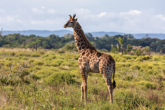 Giraffe 15