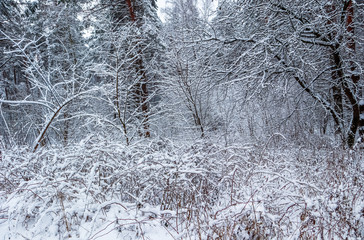 Many thin twigs covered with white snow. Beautiful winter snowy forest