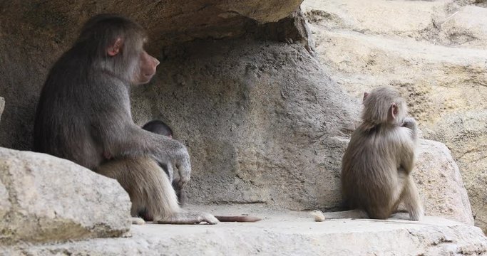 Mother holding young Baboon primates by tail.  baboon from the Old World monkey family. Native to the Horn of Africa and the southwestern tip of the Arabian Peninsula. 