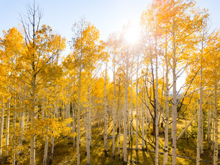 trees in autumn