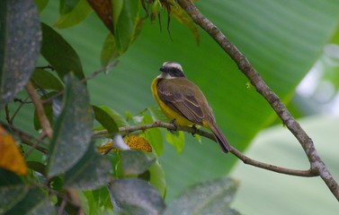 Pájaro de estómago amarillo voltea