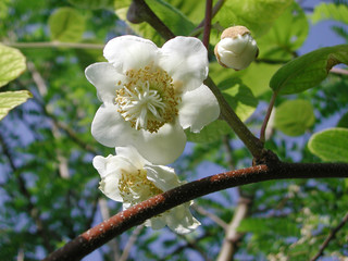 Actinidia deliciosa