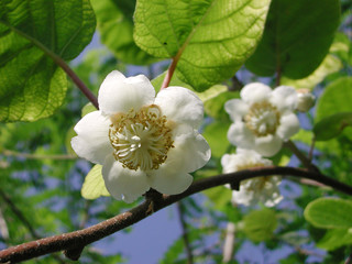 Actinidia deliciosa
