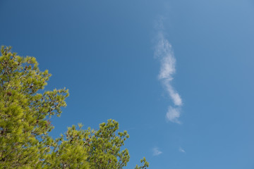 Green treetop with blue sky and white cloud. Pine trees against blue sky as background. Natural wallpaper.