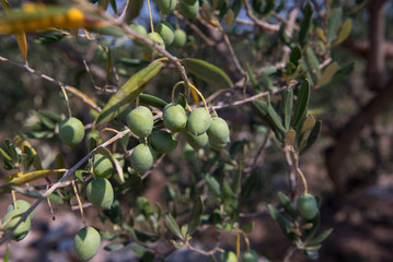 Green small olives on a tree branch. 