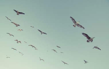Gaviotas-4