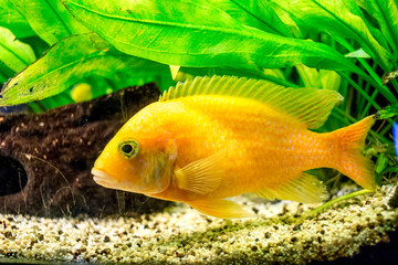 Yellow Cichlid Labidochromis