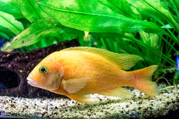 Yellow Cichlid Labidochromis