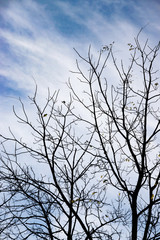 Bare tree branches silhouetted against a blue sky with white clouds.