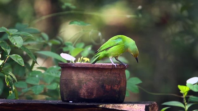 Jerdon's Leafbird bathing and grooming in Minneriya national park, Sri Lanka - specie Chloropsis jerdoni family of Irenidae